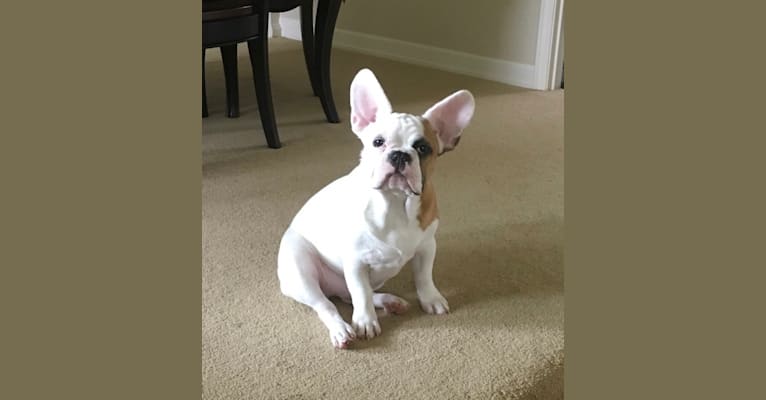 Mon Matisse, a French Bulldog tested with EmbarkVet.com
