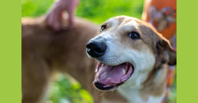 Beans, an Australian Cattle Dog and Australian Shepherd mix tested with EmbarkVet.com