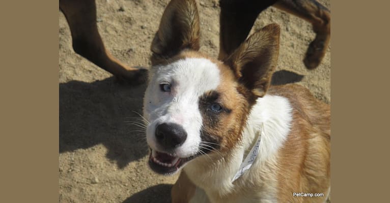 Dakota, a Staffordshire Terrier and Border Collie mix tested with EmbarkVet.com