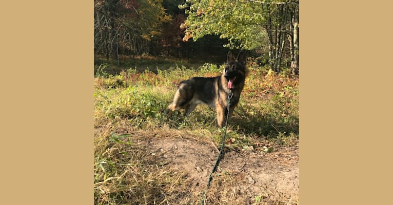 Newmoons Flying Bison, Appa, a Shiloh Shepherd tested with EmbarkVet.com