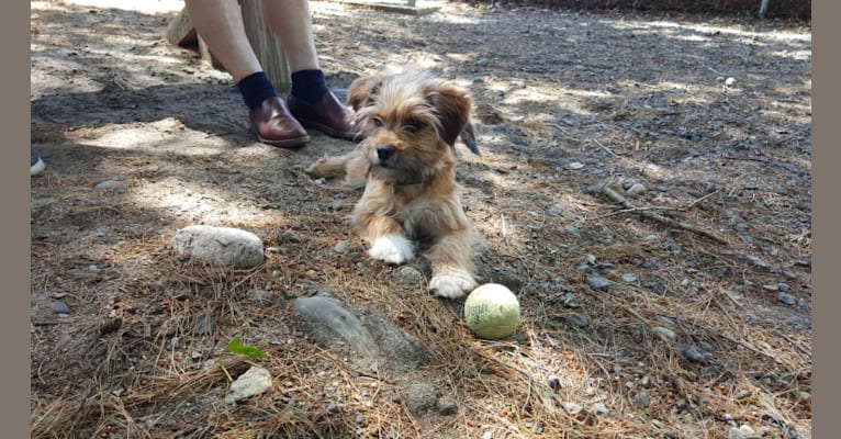 Benji, a Lhasa Apso and Chihuahua mix tested with EmbarkVet.com