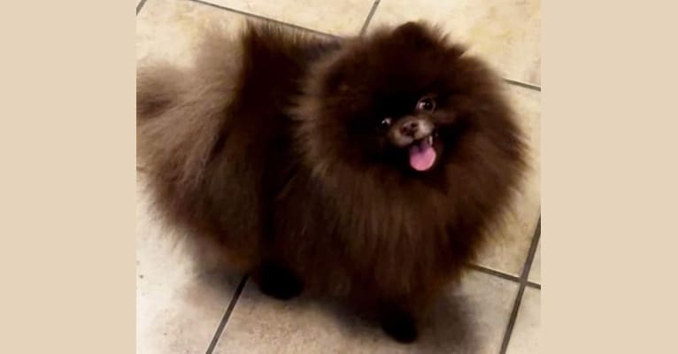 Choco, a Pomeranian tested with EmbarkVet.com