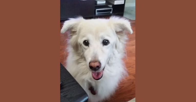 Sadie, a Cocker Spaniel and German Shepherd Dog mix tested with EmbarkVet.com