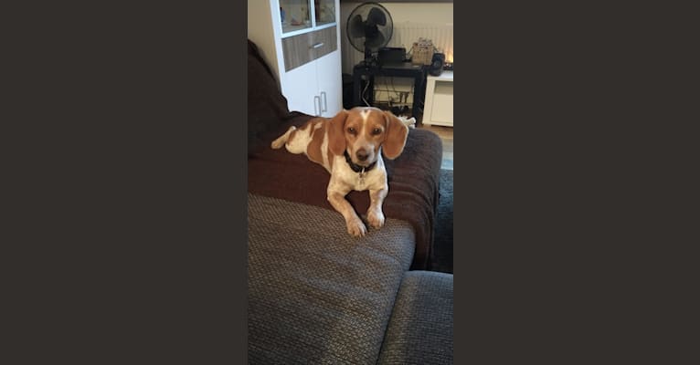 Embark Dog DNA Test Breed