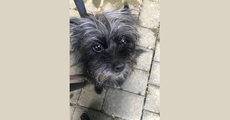 Embark Dog DNA Test Breed