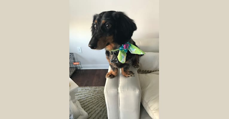 Blitz, a Dachshund and Poodle (Small) mix tested with EmbarkVet.com