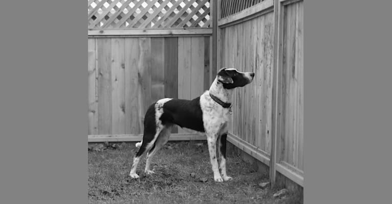 Lola, a Border Collie and American English Coonhound mix tested with EmbarkVet.com