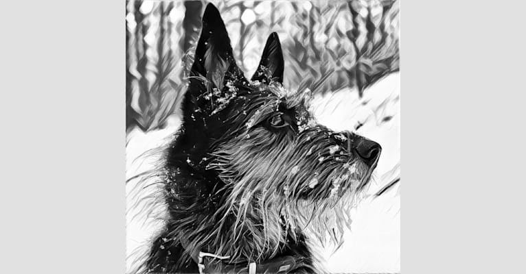 Shakedown, a Siberian Husky and German Shepherd Dog mix tested with EmbarkVet.com