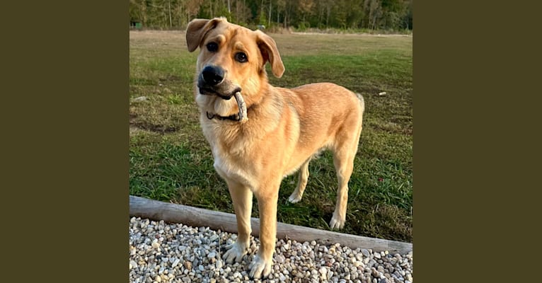Maverick, a Great Pyrenees and German Shepherd Dog mix tested with EmbarkVet.com