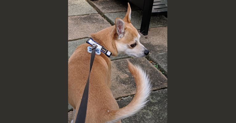 Wally, a Chihuahua and Pomeranian mix tested with EmbarkVet.com