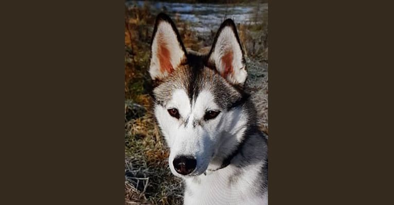 Kaya, a Siberian Husky tested with EmbarkVet.com
