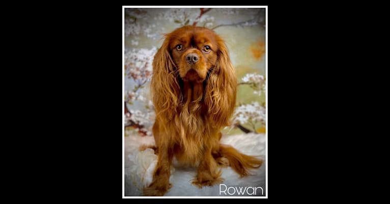 Rowan, a Cavalier King Charles Spaniel tested with EmbarkVet.com