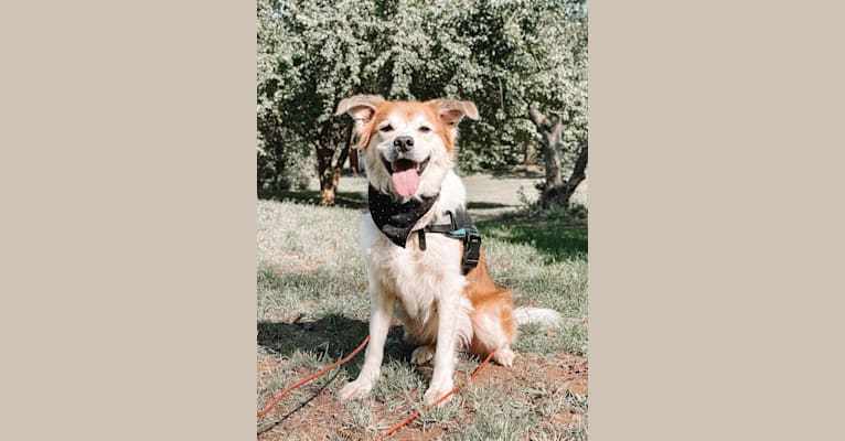 Photo of Beau, a Border Collie and Australian Cattle Dog mix in West Chester, Pennsylvania, USA
