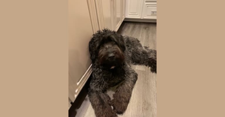 Embark Dog Dna Test Breed