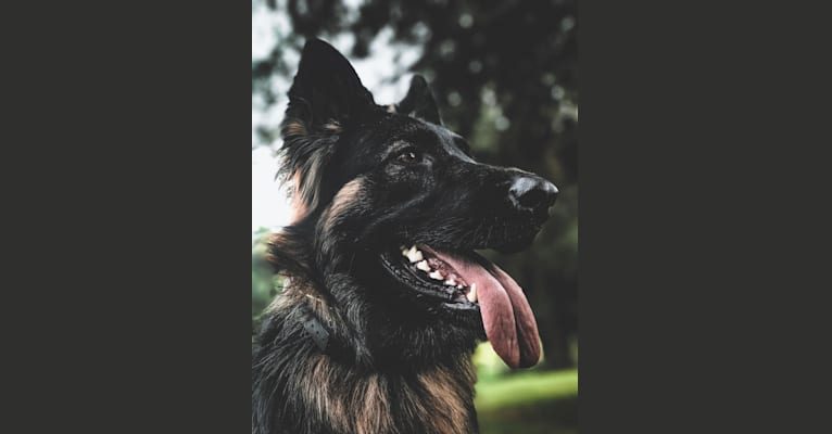 Nova, a German Shepherd Dog tested with EmbarkVet.com