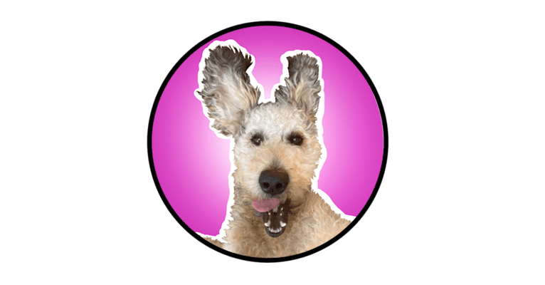 Molly, a Poodle (Standard) and Labrador Retriever mix tested with EmbarkVet.com