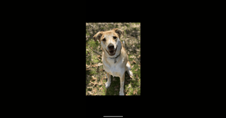 Peach, an Australian Shepherd and Great Pyrenees mix tested with EmbarkVet.com