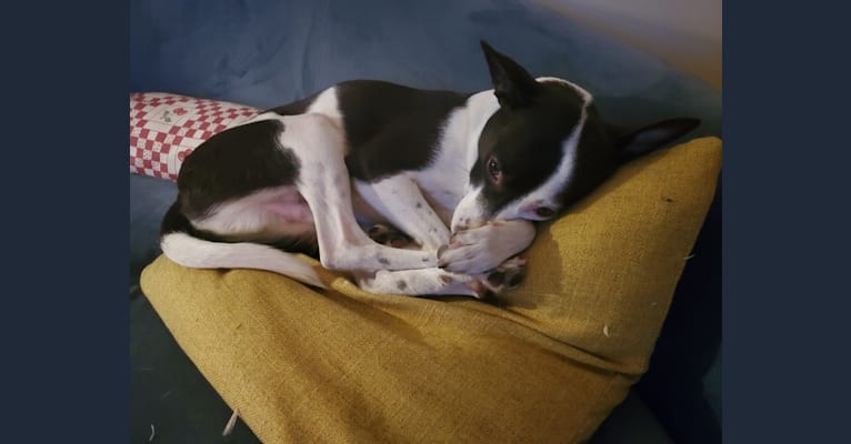 Leonard, an American Eskimo Dog and Chihuahua mix tested with EmbarkVet.com