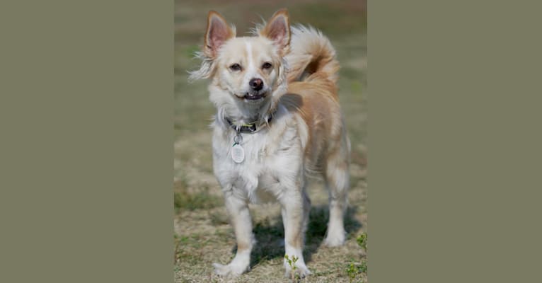 Nick, a Chihuahua and Poodle (Small) mix tested with EmbarkVet.com