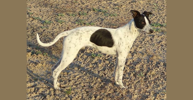 Bo, a Border Collie and Whippet mix tested with EmbarkVet.com