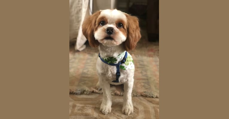 Photo of Charlie, a Shih Tzu, Pekingese, Poodle (Small), and Cocker Spaniel mix in Chicago, Illinois, USA