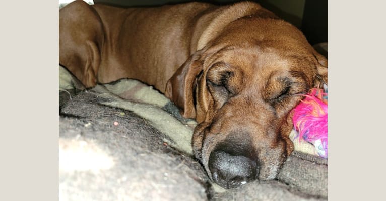 Scarlet Freya, a Redbone Coonhound tested with EmbarkVet.com