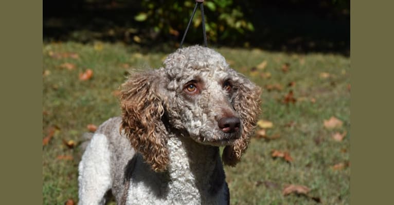 Photo of Bailey, a Poodle (Standard) 