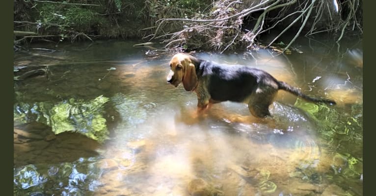 Maile, a Bloodhound tested with EmbarkVet.com