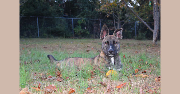 Luna, a German Shepherd Dog and Staffordshire Terrier mix tested with EmbarkVet.com