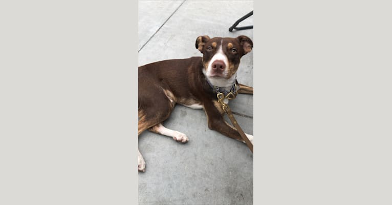 Photo of Kweli, an American Pit Bull Terrier, Chihuahua, Labrador Retriever, and Mixed mix in San Jose, California, USA
