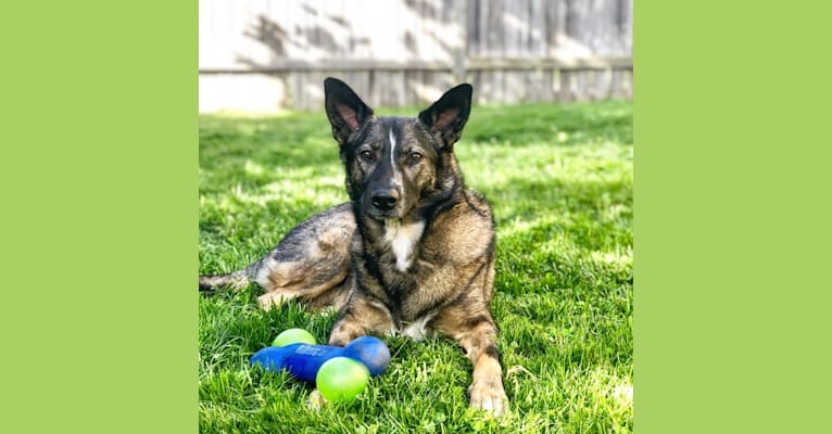 Dakota, a German Shepherd Dog and Norwegian Elkhound mix tested with EmbarkVet.com