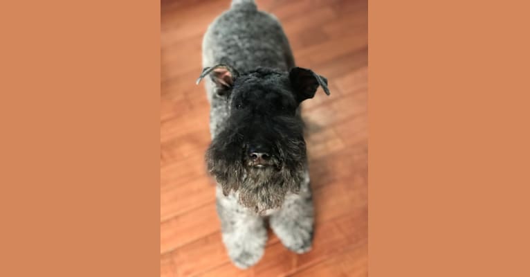 Photo of Mabel, a Kerry Blue Terrier  in Laveen, Phoenix, AZ, USA