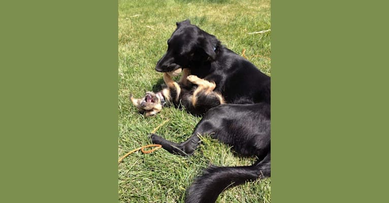 Skye, a Golden Retriever and Australian Cattle Dog mix tested with EmbarkVet.com