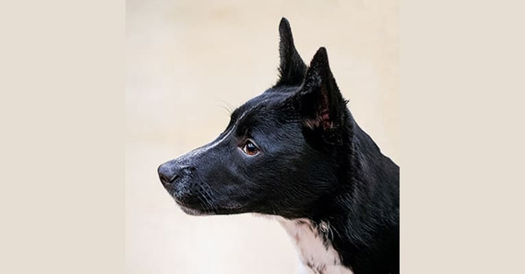 Kepler, a German Shepherd Dog and Dalmatian mix tested with EmbarkVet.com