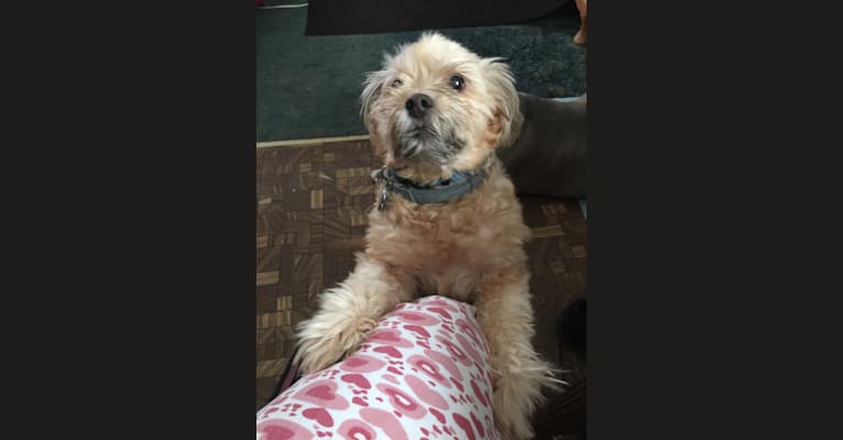 Roscoe, a Rat Terrier and Lhasa Apso mix tested with EmbarkVet.com