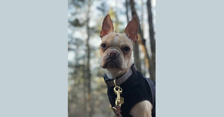 Otto, a Boston Terrier tested with EmbarkVet.com