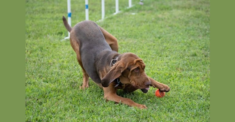 Shelbs, a Bloodhound tested with EmbarkVet.com