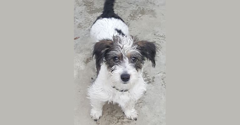 Eddie, a Russell-type Terrier and Dachshund mix tested with EmbarkVet.com