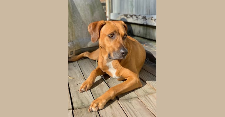 Photo of Lucy, an American Pit Bull Terrier, Mountain Cur, Bloodhound, and Mastiff mix in Mississippi, USA
