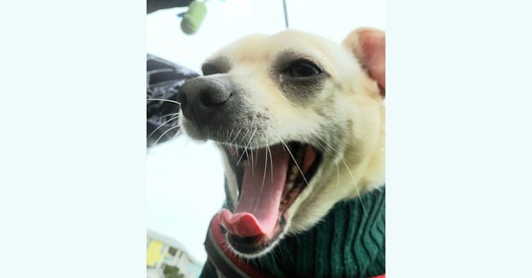 Derp, a Chihuahua and Rat Terrier mix tested with EmbarkVet.com