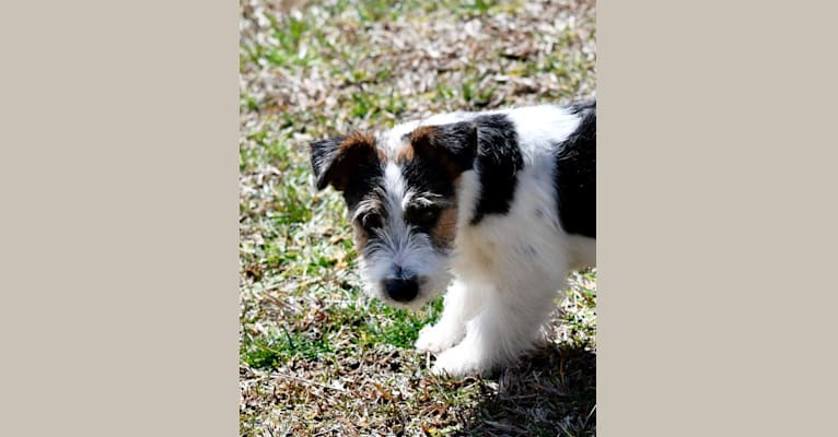 Jax, a Russell-type Terrier tested with EmbarkVet.com