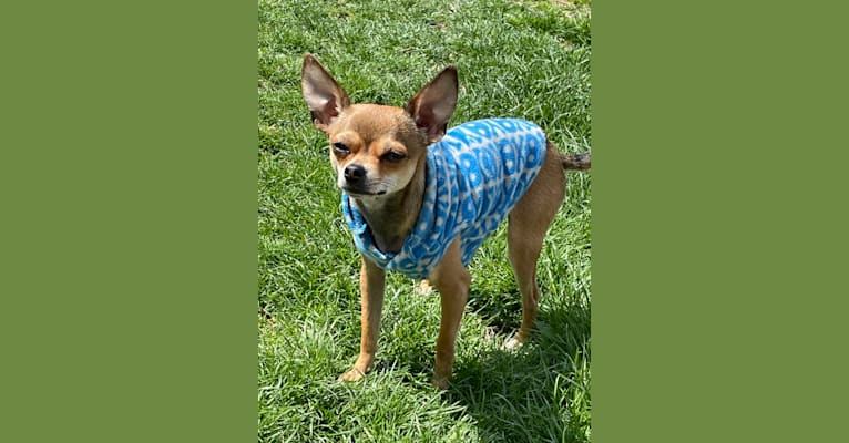 Photo of Smudge, a Chihuahua  in Oklahoma, USA