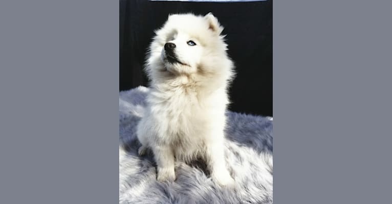 Grizzly Jonas, a Siberian Husky and American Eskimo Dog mix tested with EmbarkVet.com