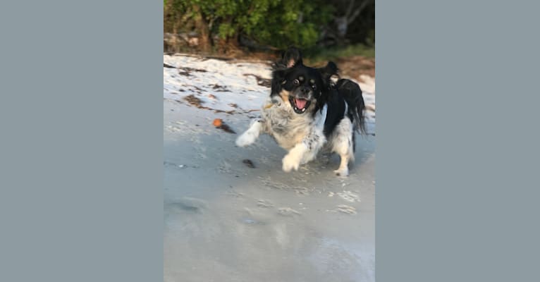 Gizmo, a Pekingese and Rat Terrier mix tested with EmbarkVet.com