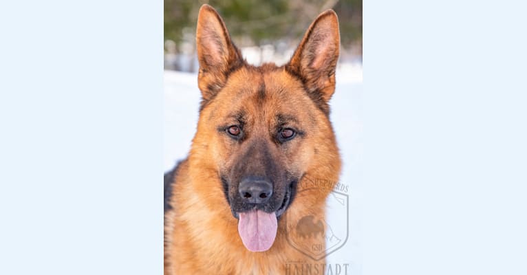 Parcour, a German Shepherd Dog tested with EmbarkVet.com