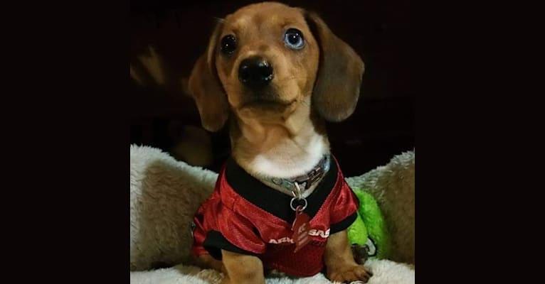 Casey, a Dachshund tested with EmbarkVet.com