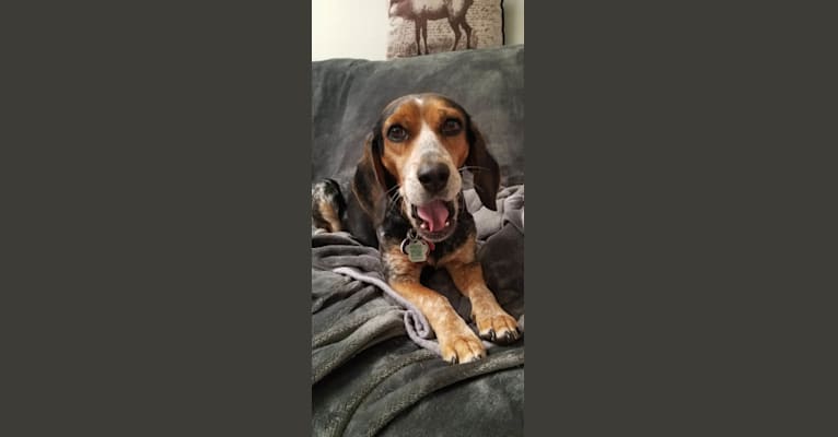 Photo of Astrid, a Beagle  in Ajax, Ontario, Canada