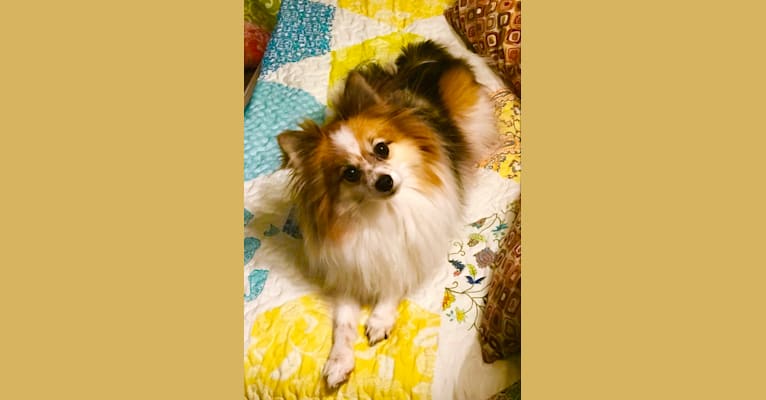 Reginald, a Pomeranian tested with EmbarkVet.com