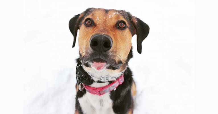 Photo of Lea, a Labrador Retriever, Treeing Walker Coonhound, Siberian Husky, and Rottweiler mix in Frankford, MO, USA