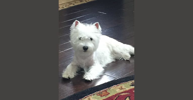 Faith, a West Highland White Terrier tested with EmbarkVet.com